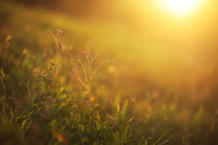 Vitamine D : Le Guide Ultime 