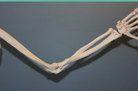 Epicondylite du coude illustration squelette coude